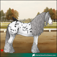 Horse Color:Black Splash Appaloosa