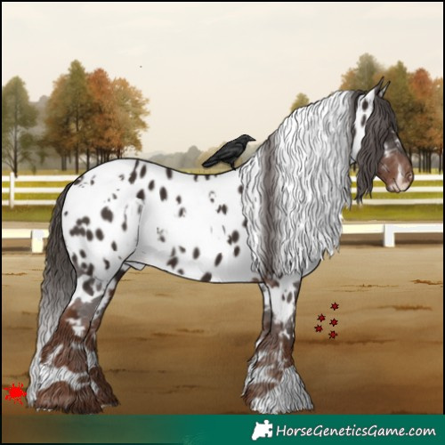 Horse Color:White Spotted Liver Chestnut Appaloosa 