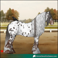 Horse Color:White Spotted Liver Chestnut Appaloosa 