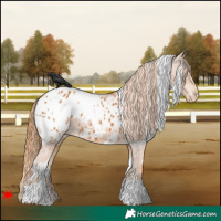 Horse Color:White Spotted Chestnut Blanket