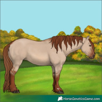 Horse Color:Red Dun 