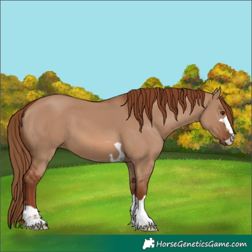 Horse Color:Red Dun