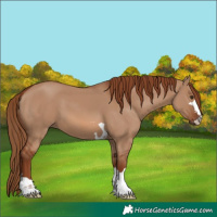 Horse Color:Red Dun 