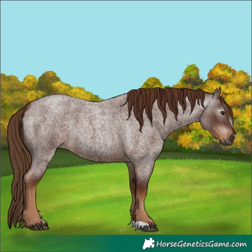 Horse Color:Gray Red Roan
