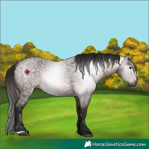 Horse Color:Gray Bay Roan 