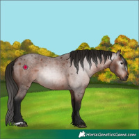 Horse Color:Gray Bay Roan 