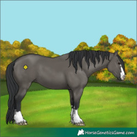 Horse Color:Grullo 