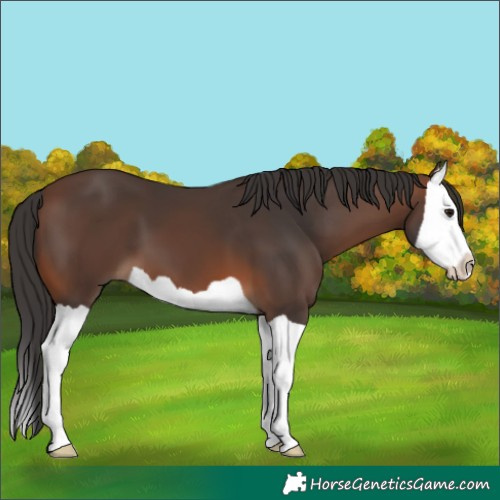 Horse Color:Brown Splash 