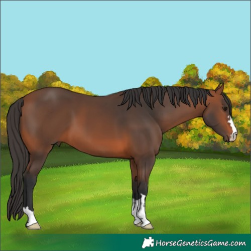 Horse Color:Bay 