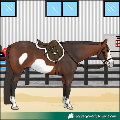 Horse Color:Bay Frame 