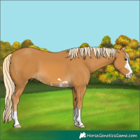 Horse Color:Palomino 