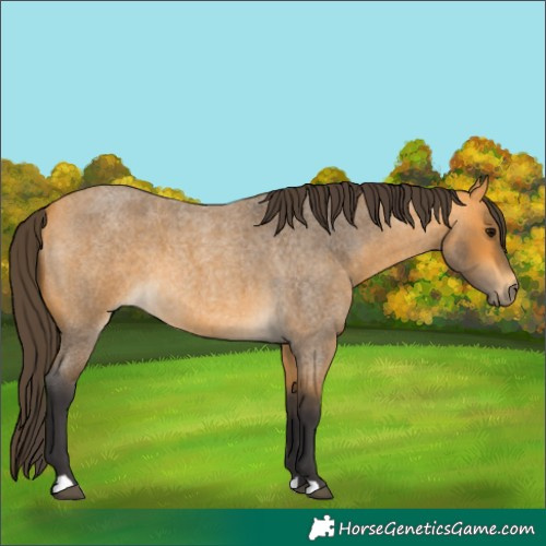 Horse Color:Buckskin Roan
