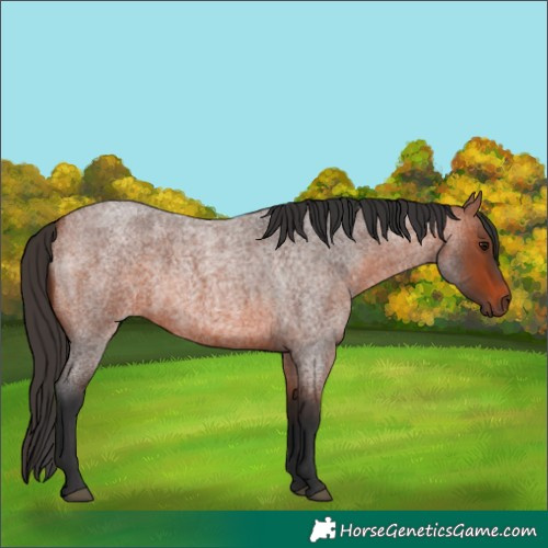 Horse Color:Bay Roan 