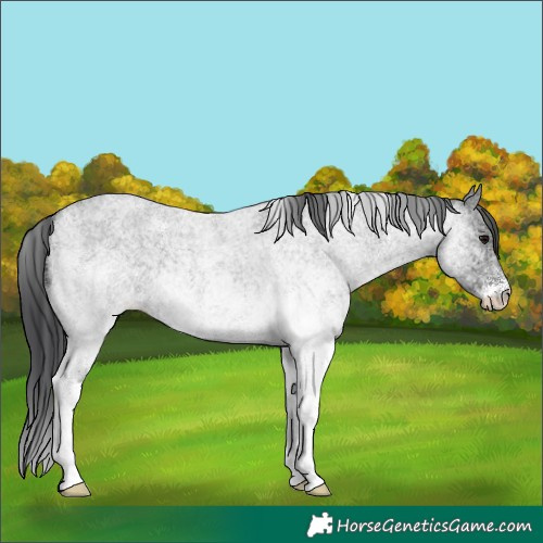 Horse Color:White Spotted Blue Roan 