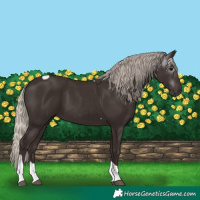 Horse Color:Gray Silver Black Tobiano 
