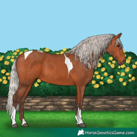 Horse Color:Silver Bay Tobiano 