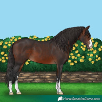 Horse Color:Brown 