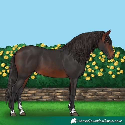 Horse Color:Brown 