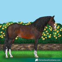 Horse Color:Brown 
