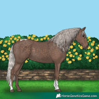 Horse Color:Silver Black Tobiano