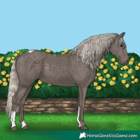 Horse Color:Silver Smoky Black Tobiano
