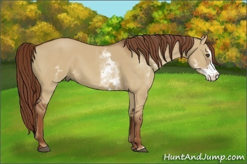 Horse Color:White Spotted Red Dun Sabino Frame