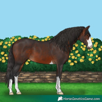 Horse Color:Brown 
