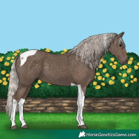 Horse Color:Silver Black Tobiano 