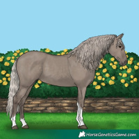 Horse Color:Silver Grullo Tobiano 