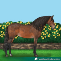 Horse Color:Brown 
