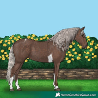 Horse Color:Silver Black Tobiano 