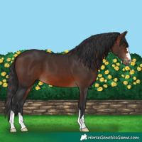 Horse Color:Brown 