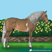 Horse Color:Silver Buckskin Tobiano 