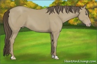 Horse Color:Classic Cream Champagne