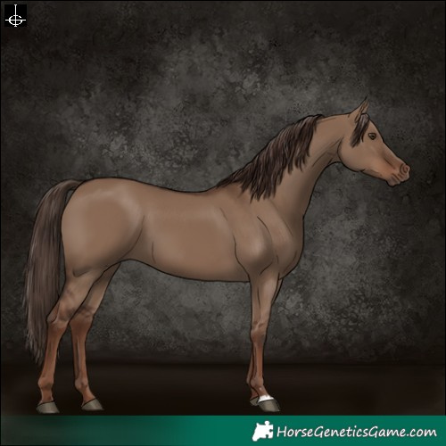Horse Color:Liver Red Dun Rabicano 