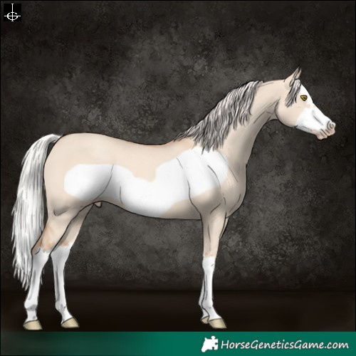 Horse Color:Silver Classic Champagne Dun Splash Frame 