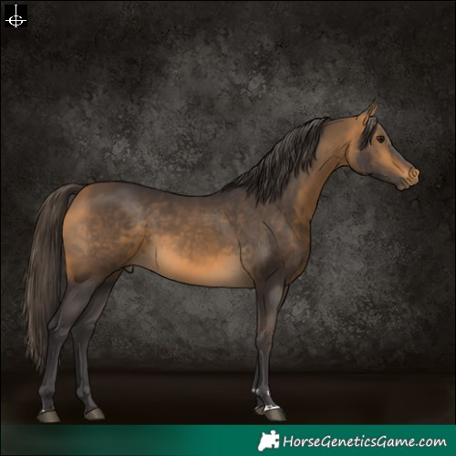 Horse Color:Buckskin 