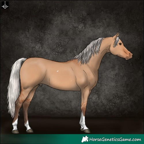 Horse Color:Silver Bay Dun Tobiano 