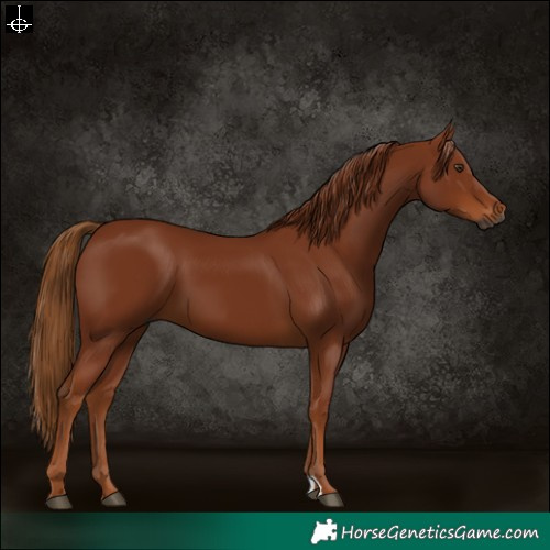 Horse Color:Gray Chestnut 