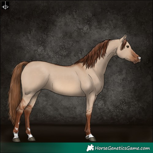 Horse Color:Red Dun 