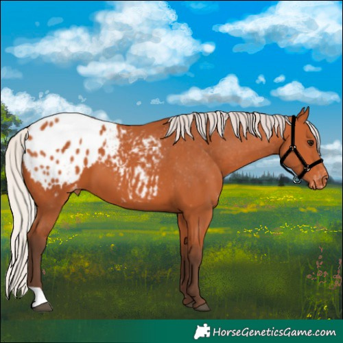 Horse Color:Silver Bay Appaloosa 