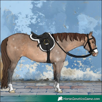 Horse Color:Brown Dun Varnish 