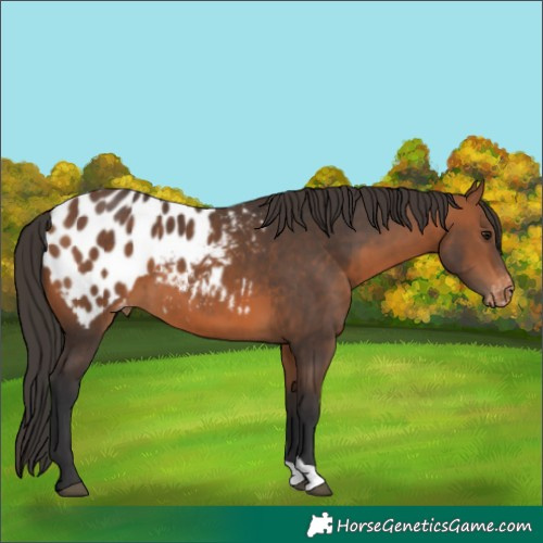 Horse Color:Bay Appaloosa 