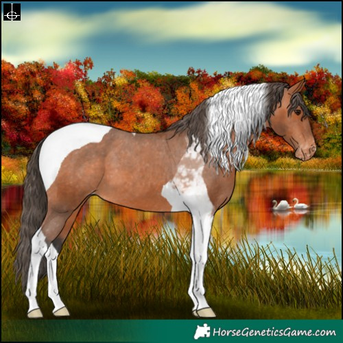 Horse Color:Bay Tobiano Appaloosa 