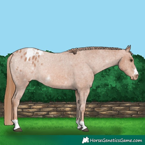 Horse Color:Chestnut Appaloosa 