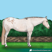 Horse Color:Chestnut Appaloosa