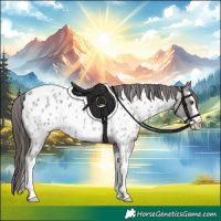 Horse Color:Liver Red Roan Splash Appaloosa