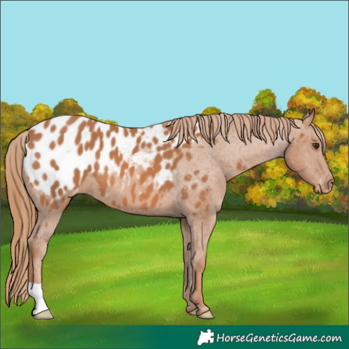Horse Color:Chestnut Appaloosa 