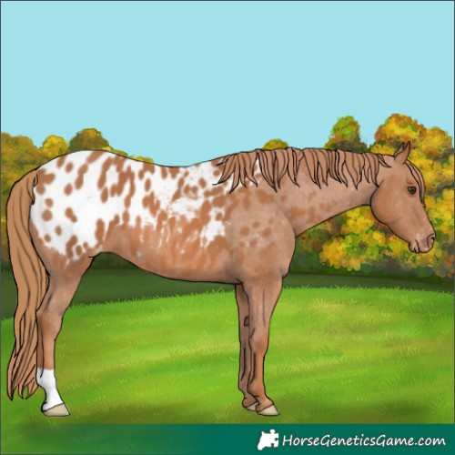 Horse Color:Chestnut Appaloosa 