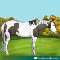 Horse Color:Liver Chestnut Splash Tobiano Varnish 